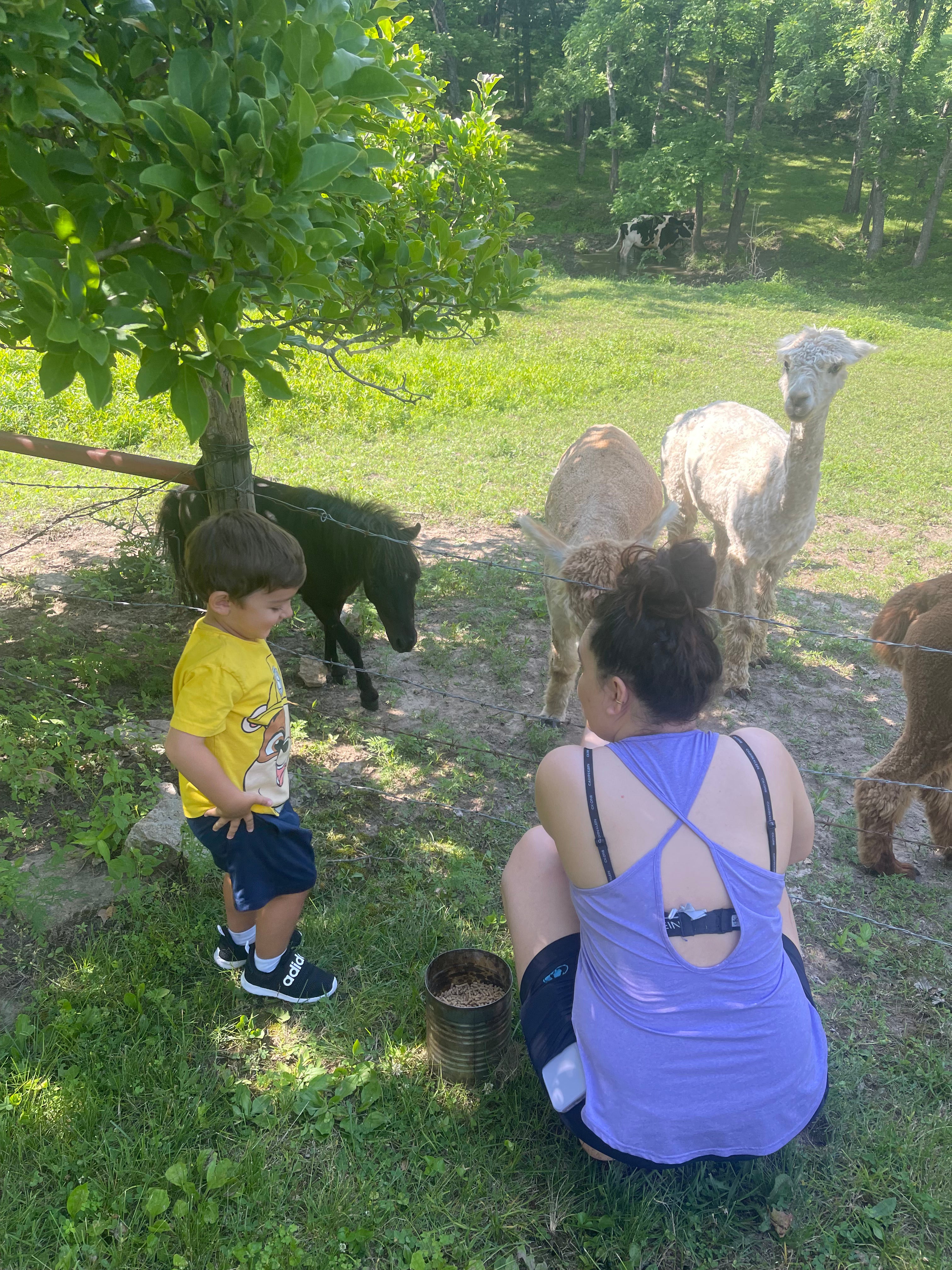 Embrace Serenity at GG's Alpaca Farm: Where Nature Sings in Harmony