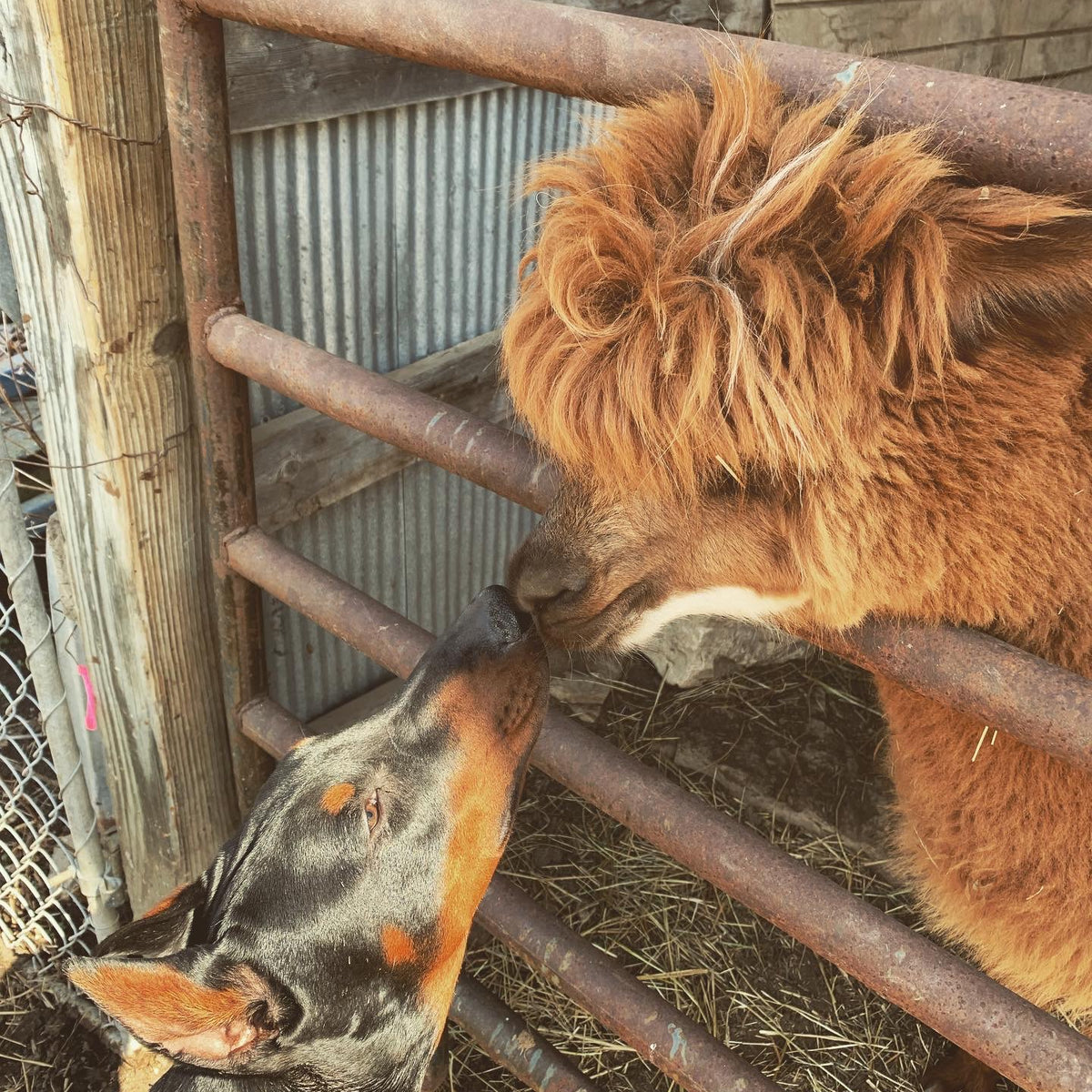 GG's Alpaca Farm, LLC: Sustainability and Environmental Benefits