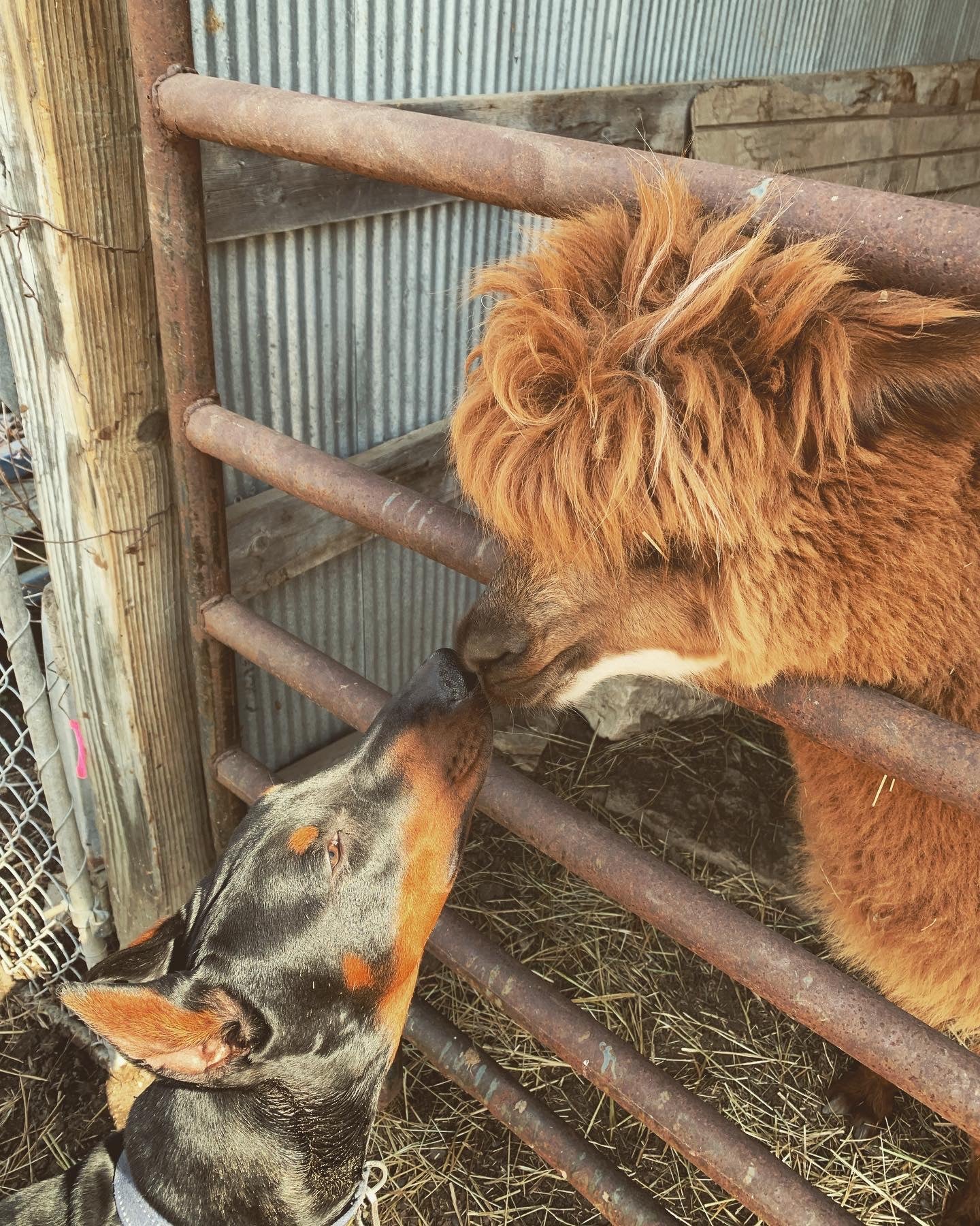 GG's Alpaca Farm, LLC: Sustainability and Environmental Benefits of Alpaca Fur