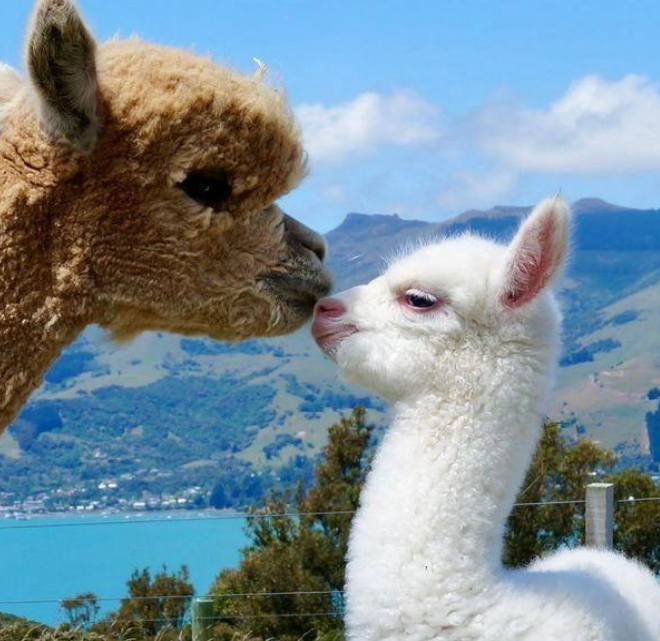 Why is baby alpaca fleece so darn soft!?